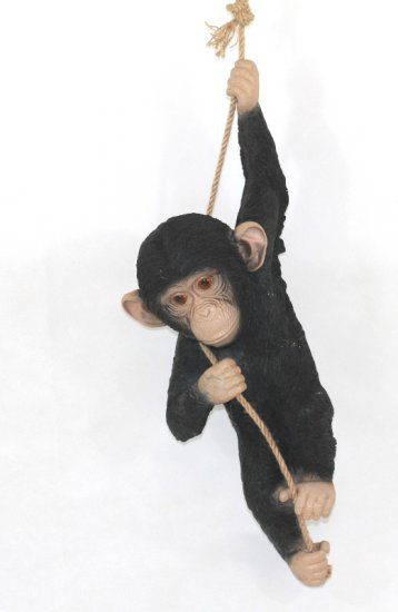 Chimpancé colgando